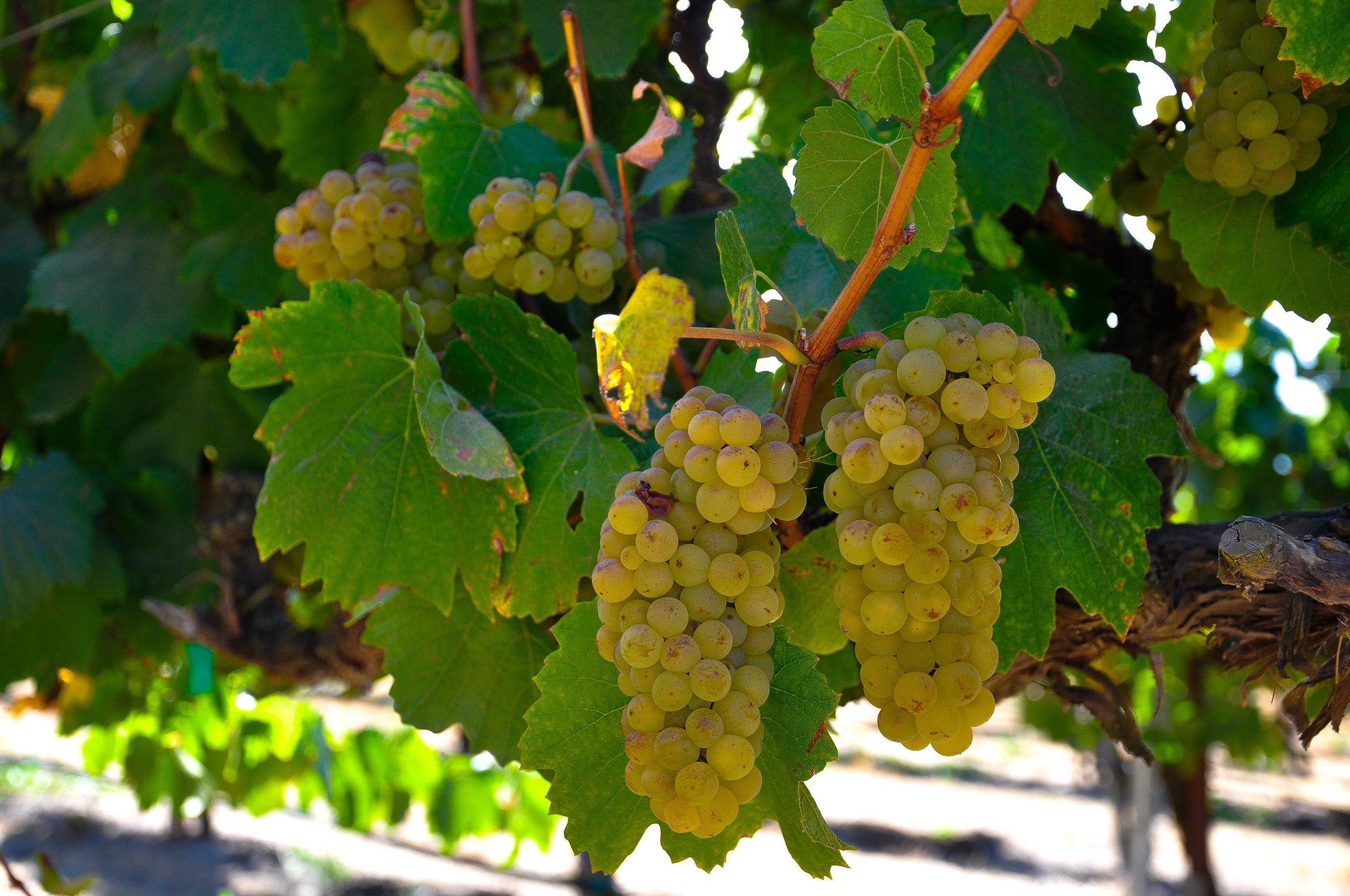 White grapes bunches