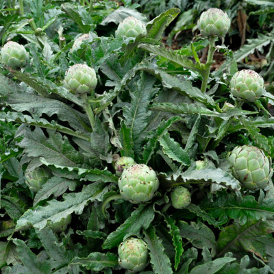 Fresh artichokes grown in the Salinas Valley