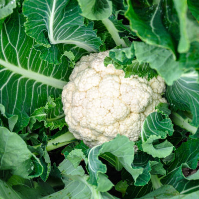 Cauliflower grown in the Salinas Valley