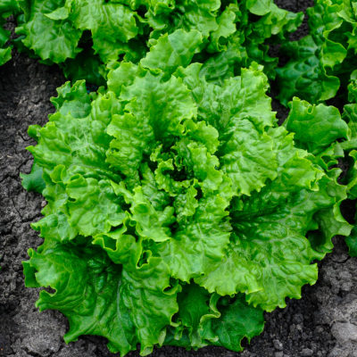 Lettuce grown in the Salinas Valley