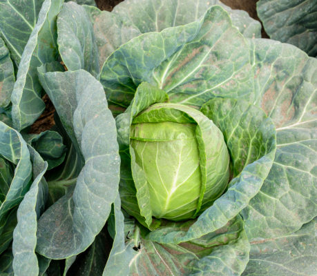 Cabbage