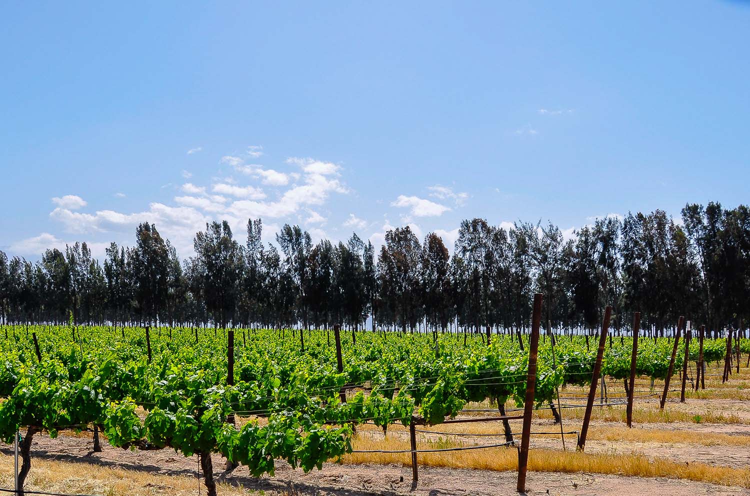 Vineyards