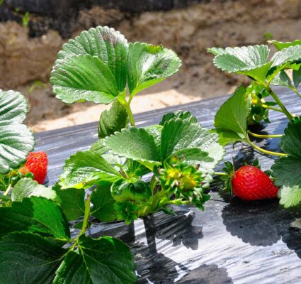 Fresh strawberries grown in the Salinas valley