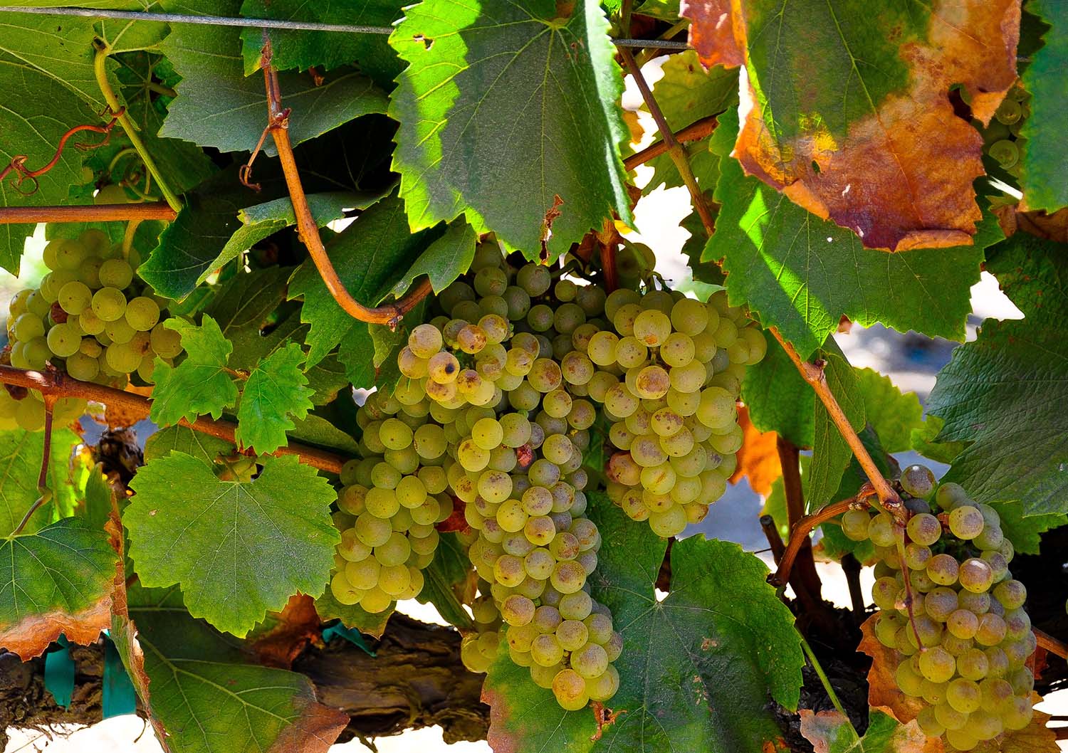 White Grapes