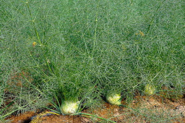 Fennel