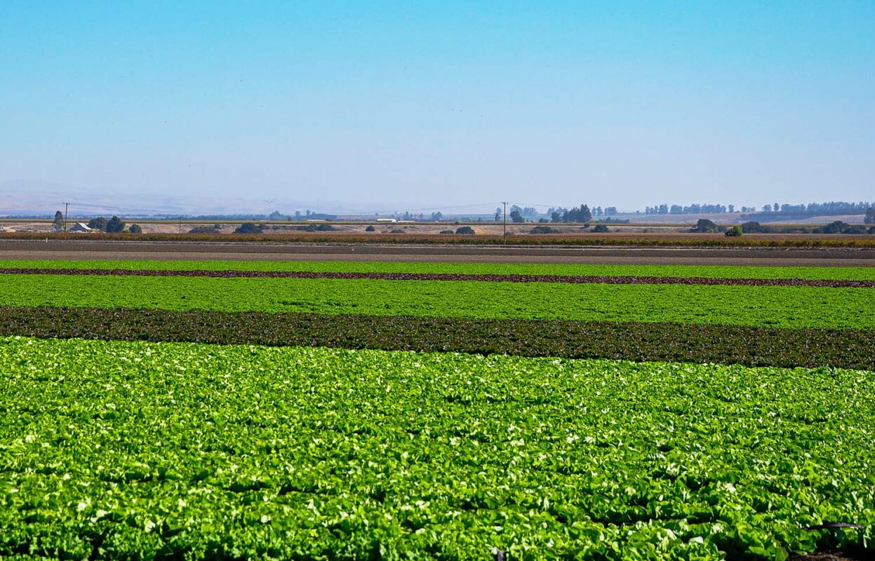 Two tone lettuce field